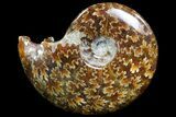 Polished, Agatized Ammonite (Cleoniceras) - Madagascar #73245-1